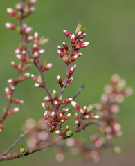 Closed flowers in buds on a cherry tree in spring.