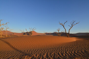 Fototapeta na wymiar Sunset with Tree on dune in dry pan of Sossusvlei Namib Naukluft National Park