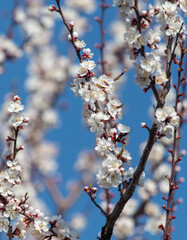 White flowers on an apricot tree against a blue sky.