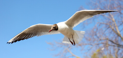 Portrait of a seagull in flight against the sky.