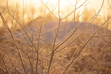 Bare tree branches in winter at sunset.