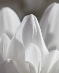 Petals of white chrysanthemum flowers as background.