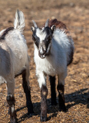 Portrait of a goat on a farm.
