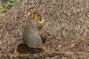 Closeup shot of a Fox squirrel eating acorn with sunlight