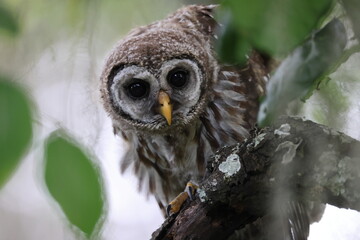 young Barred Owl  at the Circle B Bar Reserve Florida USA
