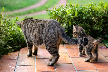 Chat avec son chaton