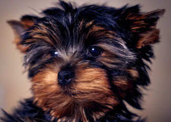 Close-up portrait of a Yorkshire terrier puppy