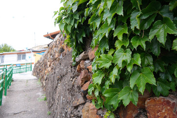Green leaves cover the walls of the alleyways.