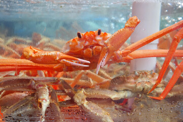 Red snow crab in fish market aquarium