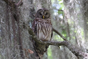 Barred Owl  at the Circle B Bar Reserve Florida USA