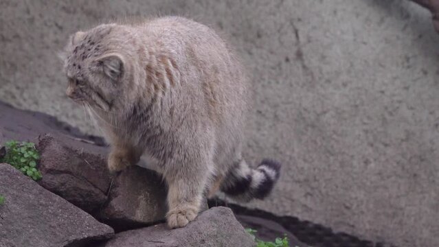 Pallas's Cat Looking Up Then Walk Away. Otocolobus Manul. closeup