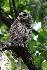 young Barred Owl  at the Circle B Bar Reserve Florida USA