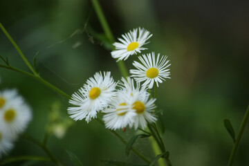 It is a biennial plant of the Asteraceae family that mainly lives in temperate regions around the world. It is a naturalized plant native to North America.