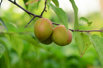 unripe plum on a branch