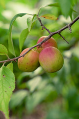 unripe plum on a branch
