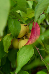 unripe plum on a branch