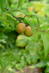 unripe plum on a branch