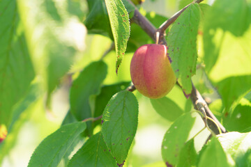 unripe plum on a branch