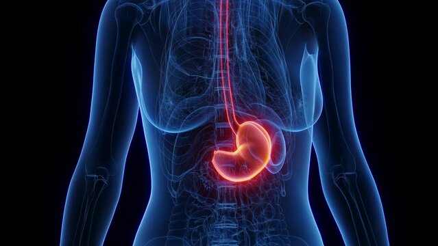 3d rendered medical animation of a woman's stomach and esophagus