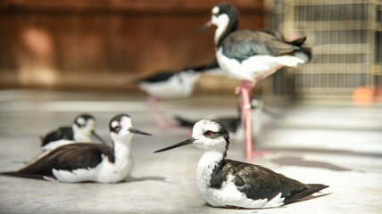 クロエリセイタカシギ