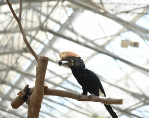 ギンガオサイチョウ