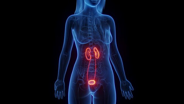 3d rendered medical animation of a woman's renal system