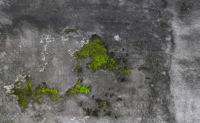 Old gray concrete wall with green moss growing in cracks background and wallpaper texture