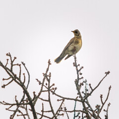 song thrush on a branch of a cherry tree