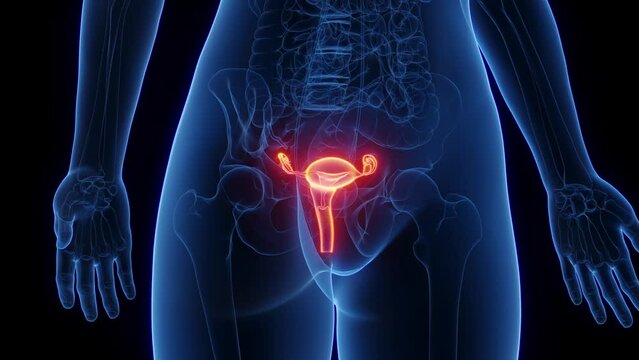 3d rendered medical animation of the female sexual organs