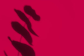 Creative copyspace with shadows on magenta colored wall. Trendy color 2023 - viva magenta. Flat lay style. Minimal summer concept with tree leaf