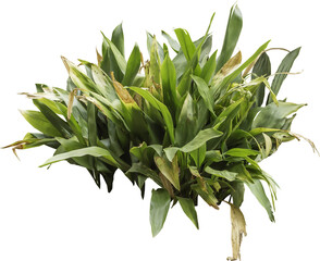 Isolated PNG cutout of a plant on a transparent background

