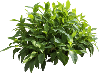 Isolated PNG cutout of a plant on a transparent background
