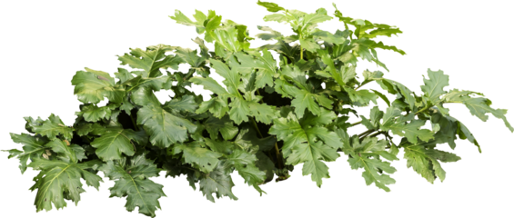 Isolated PNG cutout of a plant on a transparent background
