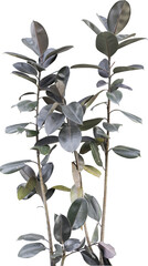 Isolated PNG cutout of a plant on a transparent background
