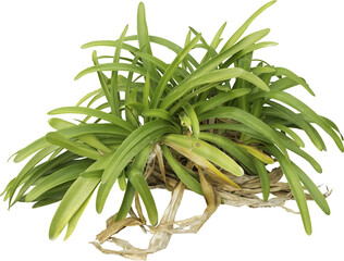 Isolated PNG cutout of a plant on a transparent background
