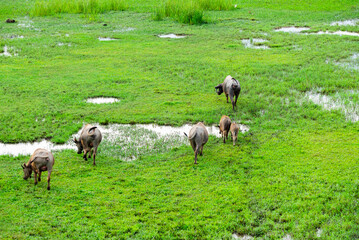 Obraz premium herd of buffalo grazing in the field