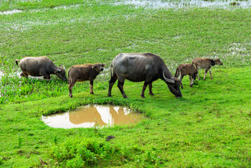 Fototapeta na wymiar herd of buffalo grazing in the field