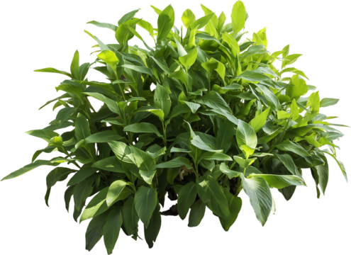 Isolated PNG cutout of a plant on a transparent background
