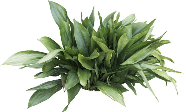 Isolated PNG cutout of a plant on a transparent background
