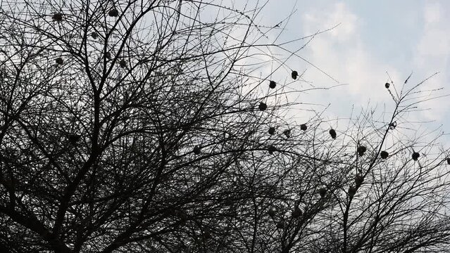 African weaver bird nests at sunset in Zimbabwe, Africa