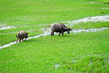herd of buffalo grazing in the field