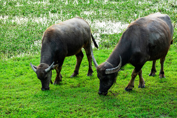 herd of buffalo grazing in the field
