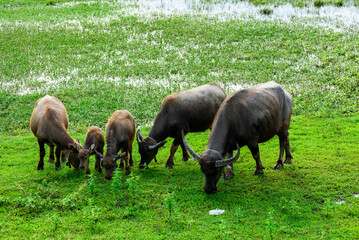 herd of buffalo grazing in the field