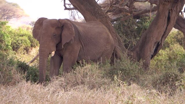 An elephant under a tree in the Amboseli National Park, Kenya