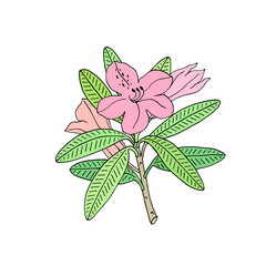 Rhododendron or Alpine rose. Evergreen alpine mountain shrub. Hand drawn contour vector illustration. Outline flower isolated on white background.