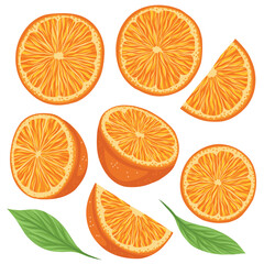 Set of vector illustration of orange with slice and foliage isolated from background. Delicious citruses. Collection of summer juicy fruits