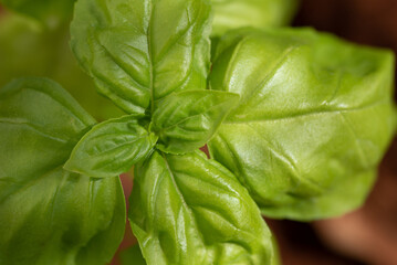 Close up view from above of the leaves of a young basil plant. The leaves glow green.