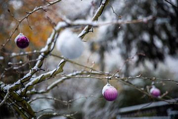 Pinke Christbaumkugeln mit Schnee bedeckt hängen an einem Ast