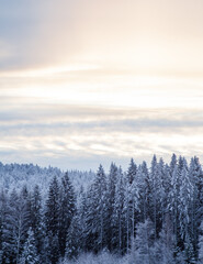 Beautiful sunrise over snow covered fir trees