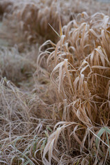 Yellow grass covered by frost